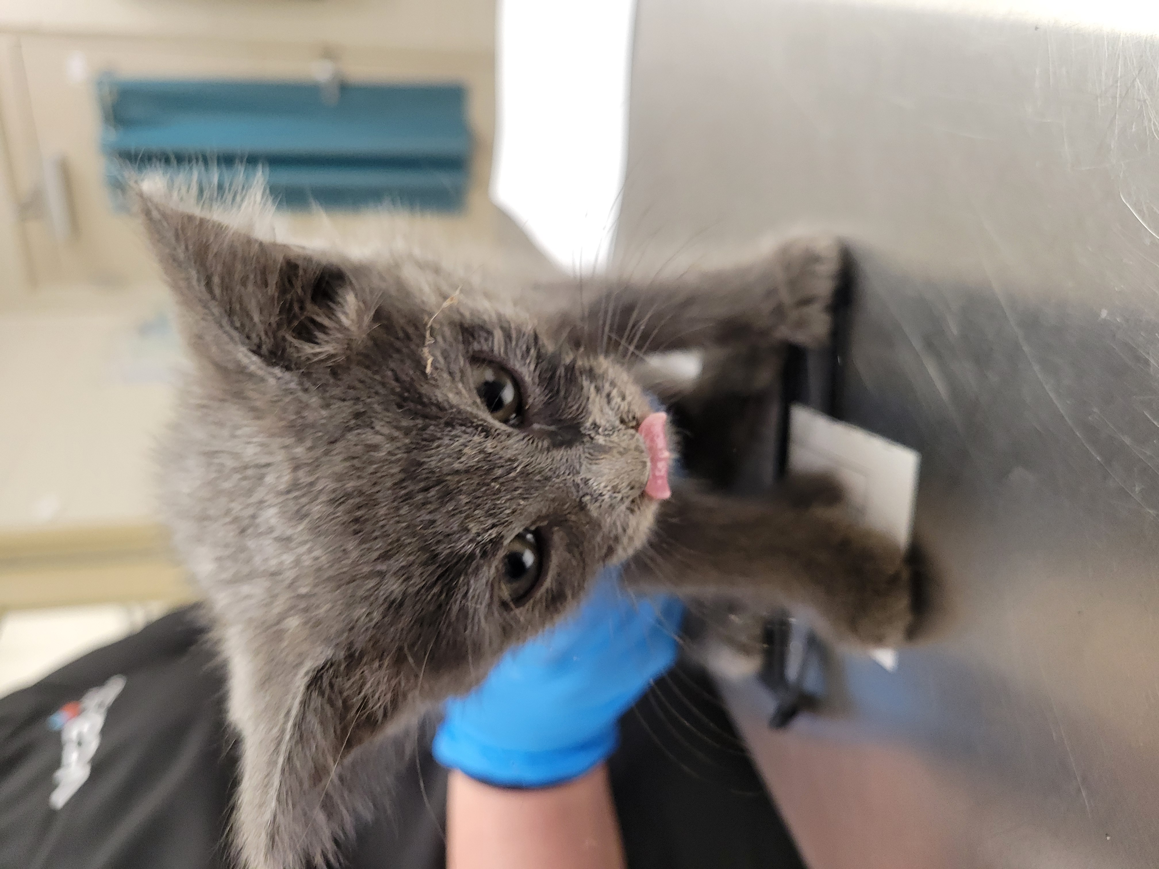Help Rehome This Cat Cat
