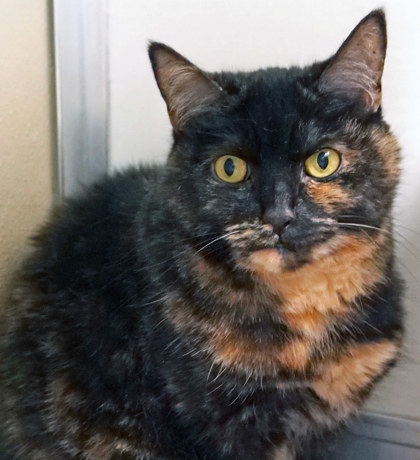 Learn More About Miss Mocha Miss Mocha