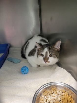 View Ravioli the Cat Photo #1