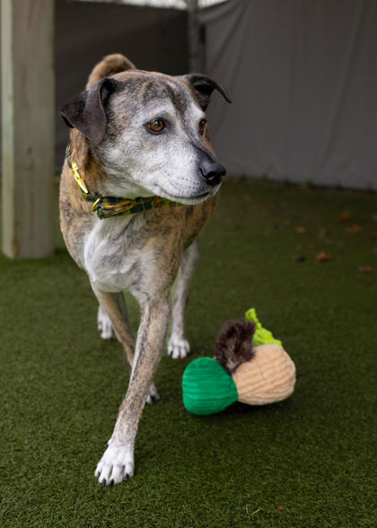 View Pygmy the Dog Photo #2