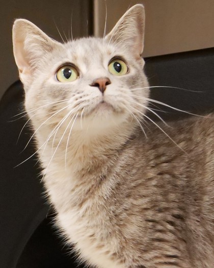 MIRABEL - Domestic Shorthair / Mix available for adoption