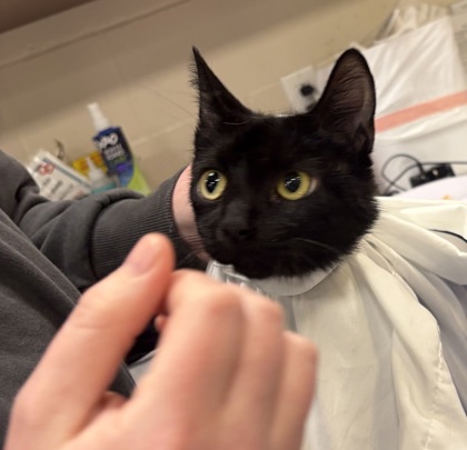 Help Rehome This Cat Cat