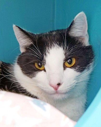 View Mammoth the Cat Photo #2