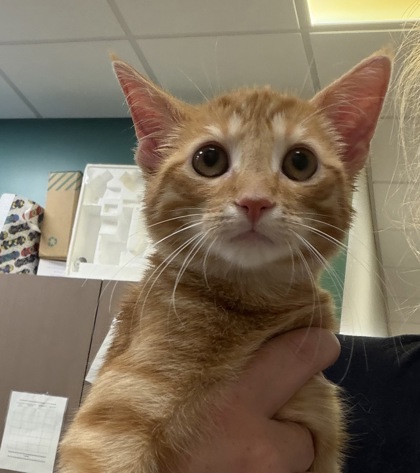 BARNACLE - Domestic Shorthair / Mix available for adoption