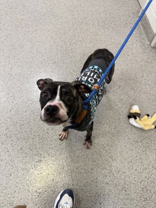 View Rosalie the Dog Photo #1