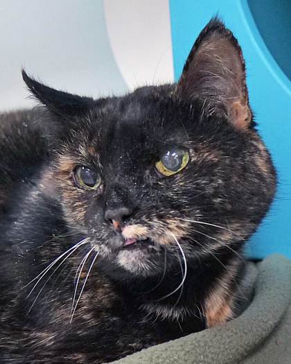 Learn More About Foomf (bonded To Marley) (in Foster)