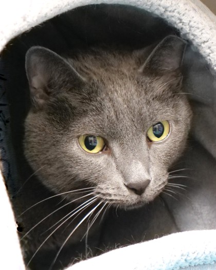 View Grimson the Cat Photo #2