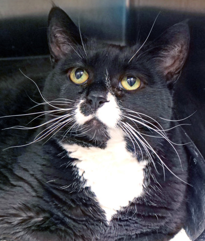 View Tiana the Cat Photo #1