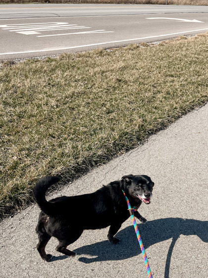 View JJ the Dog Photo #1