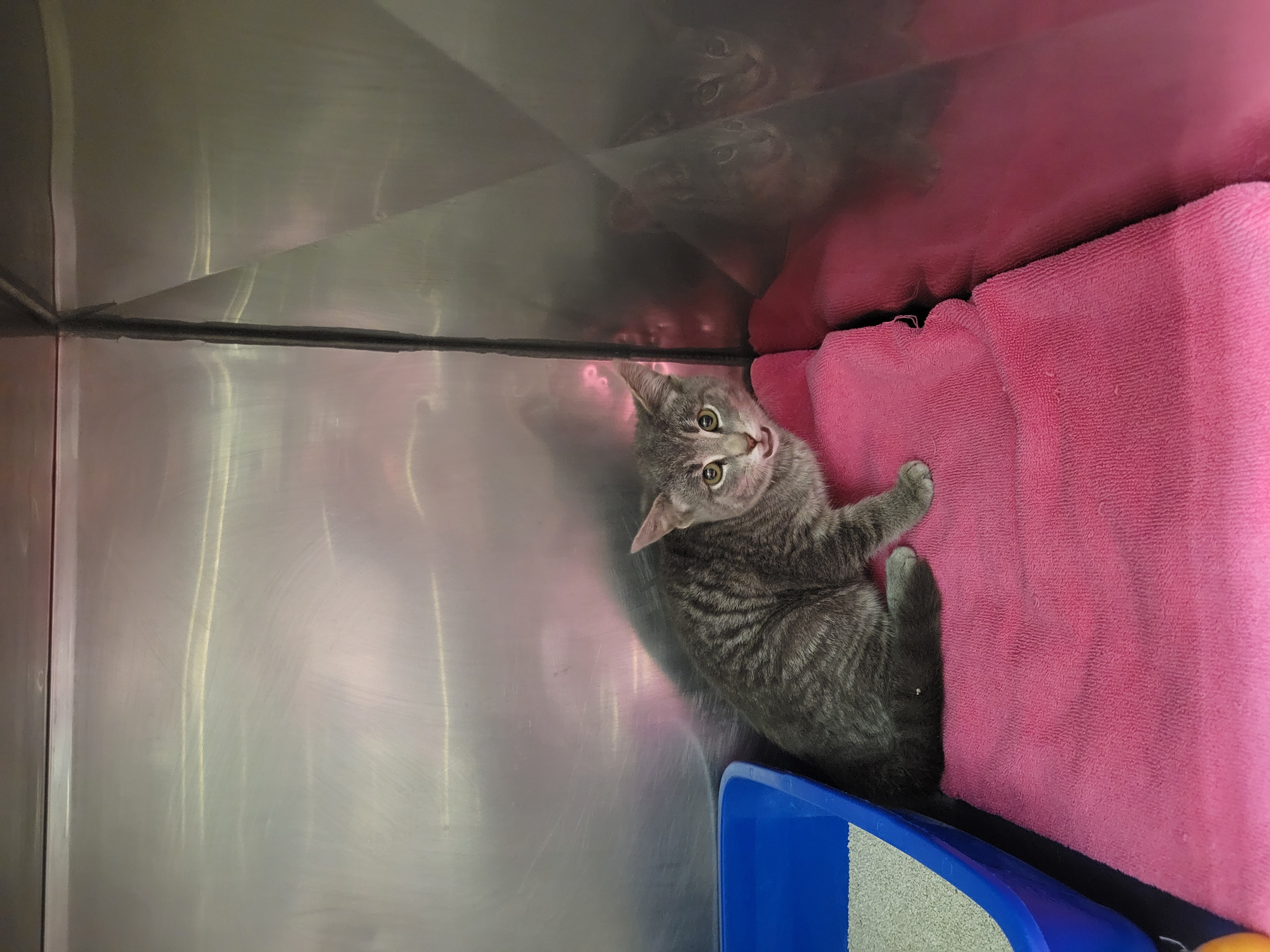 View Thanos the Cat Photo #1