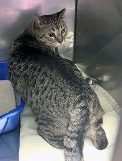 View Tito the Cat Photo #2