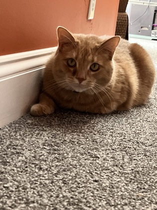 Have You Seen Romeo? Cat