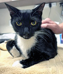 View Squirt the Cat Photo #2