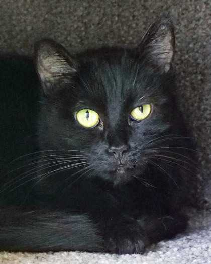 Learn More About Cayenne