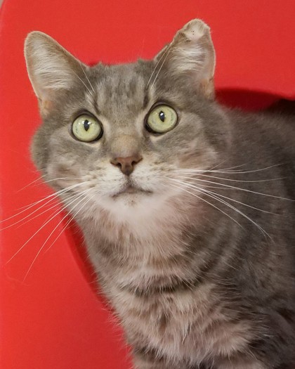 Photo of Harper (bonded to Penelope)