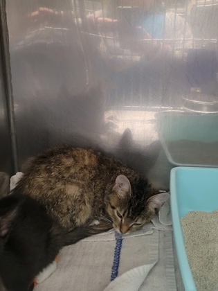 Help Rehome This Cat Cat