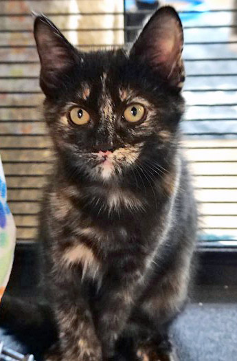 PORTIA - Domestic Shorthair / Mix available for adoption