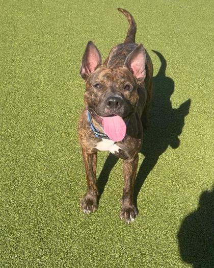 Photo of Snickers