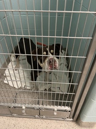 Learn More About Drizzie