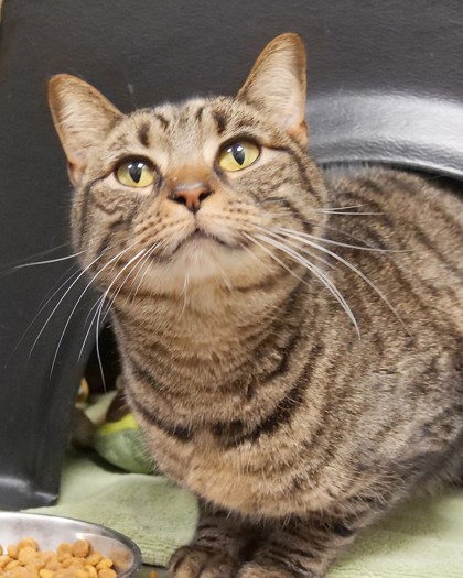 View Rosie the Cat Photo #1