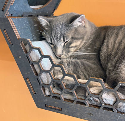 Photo of Cobra (at Smitten Kitten)