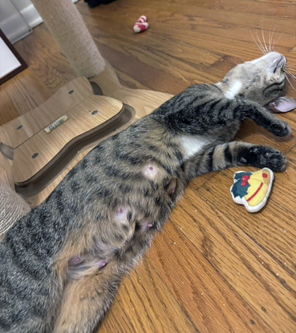 POOH BEAR - Domestic Medium Hair / Mix available for adoption