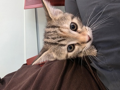 View Puffball the Cat Photo #1