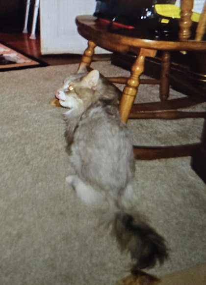 View Belle (in Foster) the Cat Photo #2