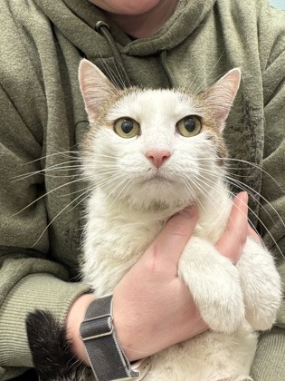 View Penelope (Bonded To Harper) the Cat Photo #1