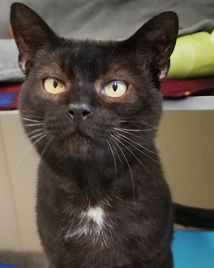 Photo of Baloo