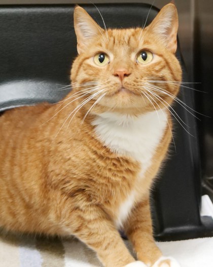 LOKI - Domestic Shorthair / Mix available for adoption