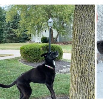 Learn More About Biscuit