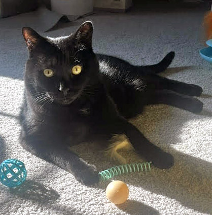 View Henry (in Foster) the Cat Photo #2