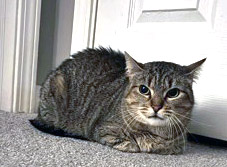 View May (in Foster) the Cat Photo #1