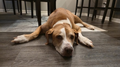 View Sangria (in Foster) the Dog Photo #2