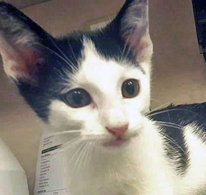 View Romeo Montague the Cat Photo #3