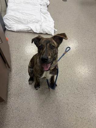 View Samoa the Dog Photo #1