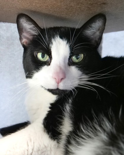 Learn More About Charlie Horse (bonded With Thor)