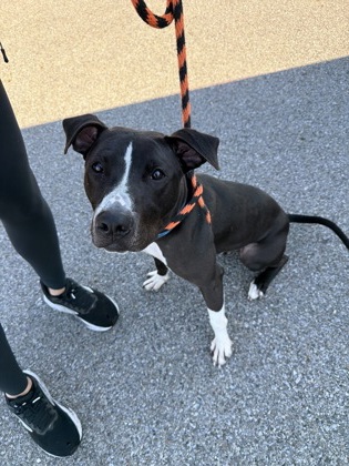 Learn More About Bodhi Photo of Bodhi