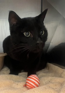 Tommy (at Smitten Kitten)