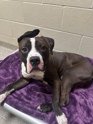 View Reed the Dog Photo #1