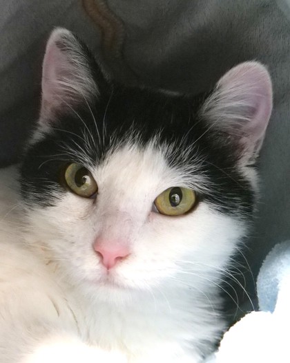 View Irene the Cat Photo #1