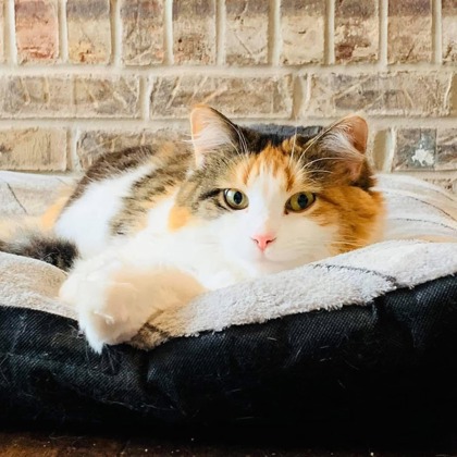 View Cookie the Cat Photo #2