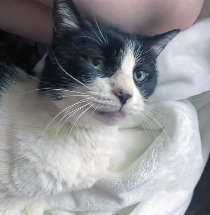 Learn More About Lil (in Foster) Lil (In Foster)