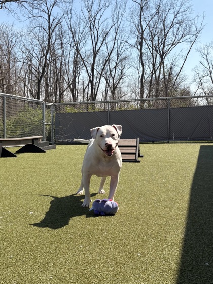 View Barley the Dog Photo #2