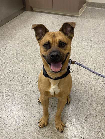 Learn More About Scooby Photo of Scooby