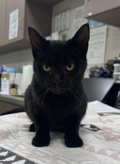 View Fruity Pebbles the Cat Photo #2