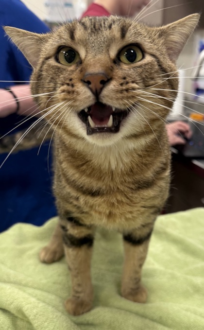 View Jumba (at Smitten Kitten) the Cat Photo #2