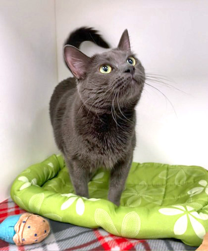 View Indy the Cat Photo #2