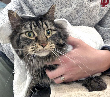 View Stephen (Bonded To Henry)(at Smitten Kitten) the Cat Photo #2